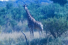 Tall Giraffe In African Bush