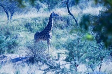 Tall Giraffe In Sunlight In Africa