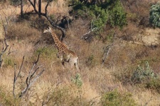 Tall Giraffe Moving Through Grass