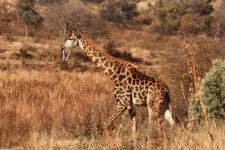 Tall Giraffe Striding Along