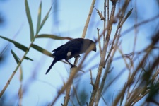 Thickbilled Male Weaver On Reed