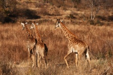 Three Giraffe Moving Off