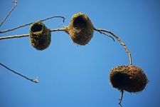 Three Weaver&039;s Nests