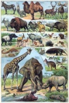 Animals Illustration Vintage Art
