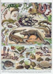Animals Reptiles Vintage Art
