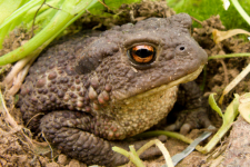 Toad Close-up