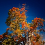 Tree In Fall