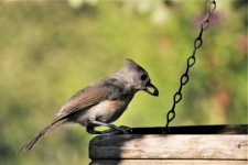 Tufted Titmouse With Seed
