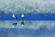 Two Egyptian Geese At Edge Of Pan