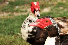 Two Muscovy Ducks Close-up