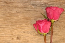 Two Pink Roses On Wood Background