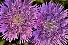 Two Purple Aster Flowers Close-up