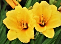 Two Stella De Oro Flowers Close-up