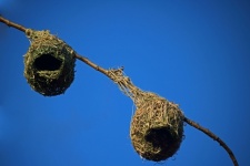 Two Weaver&039;s Nests On A Branch