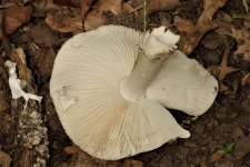 Underside Of White Mushroom