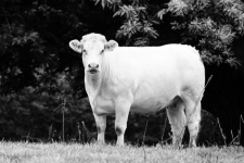 Charolais Breed Cow