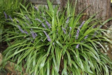 Variegated Monkey Grass With Blooms