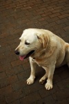 View Of Golden Labrador On Paving