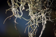 View Of Strands Of Spanish Moss