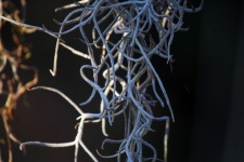 View Of Strands Of Spanish Moss
