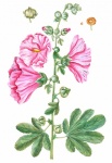 Vintage Pink Floral Watercolor