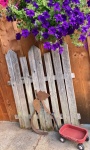 Violets And Little Red Wagon