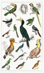 Birds Parrot Vintage Art