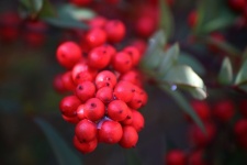 Wet Red Berries On A Holy Bamboo
