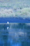 White African Spoonbill In Water
