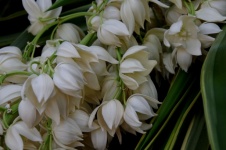 White Bell-shape Flowers Background