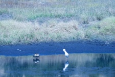 White Bird And Two Egyptian Geese