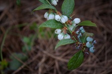 White Blueberry Blossoms And Fruit