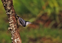 White-breasted Nuthatch On Tree