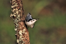 White-breasted Nuthatch On Tree 2