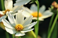 White Coreopsis Flower Close-up