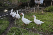 White Geese