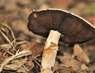 White Mushroom With Black Gills