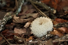 White Puffball Mushroom In Leaves
