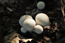 White Puffball Mushrooms Close-up