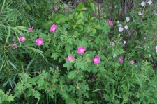 Wild Rose Bush