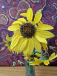 Wild Sunflower Indoor 1