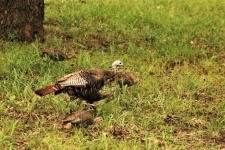 Wild Turkey Hen And Babies In Grass