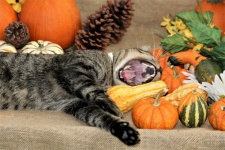 Yawning Cat With Pumpkins