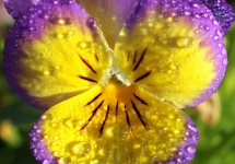 Yellow And Purple Pansy And Dew