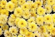 Yellow And White Chrysanthemums