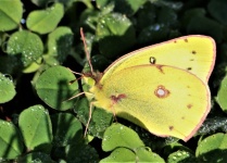 Yellow Butterfly And Dew
