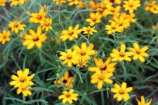 Yellow Coreopsis Flowers Background