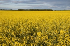 Yellow Field Of Canola