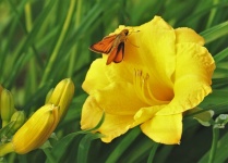 Yellow Flower And Butterfly