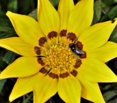 Yellow Gazania Flower And Fly Macro
